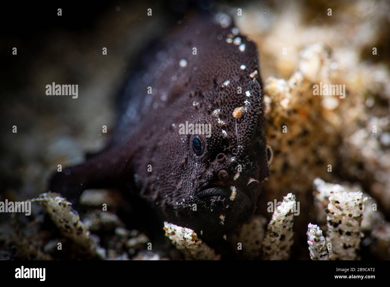 A black, hairy, baby frogfish uses its lure to catch its prey, Anilao, Philippines. Stock Photo