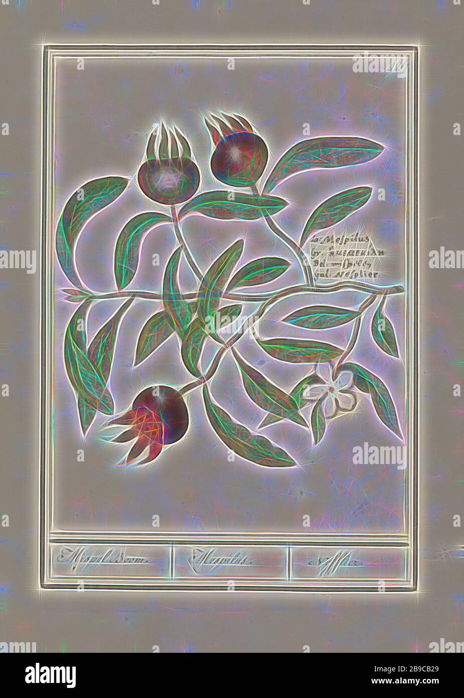 Mispel (Mespilus germanica) Mispel Boom. / Mespilus. / Nefflier (title on object), Medlar, branch with leaves, flower and fruits. Numbered top right: 127. Right the name in four languages. Part of the second album with drawings of flowers and plants. Ninth of twelve albums with drawings of animals, birds and plants known around 1600, commissioned by Emperor Rudolf II. With explanations in Dutch, Latin and French., Fruits: medlar, Anselmus Boetius de Boodt, 1596 - 1610, paper, watercolor (paint), deck paint, ink, chalk, pen, h 237 mm × w 177 mm, Reimagined by Gibon, design of warm cheerful glow Stock Photo