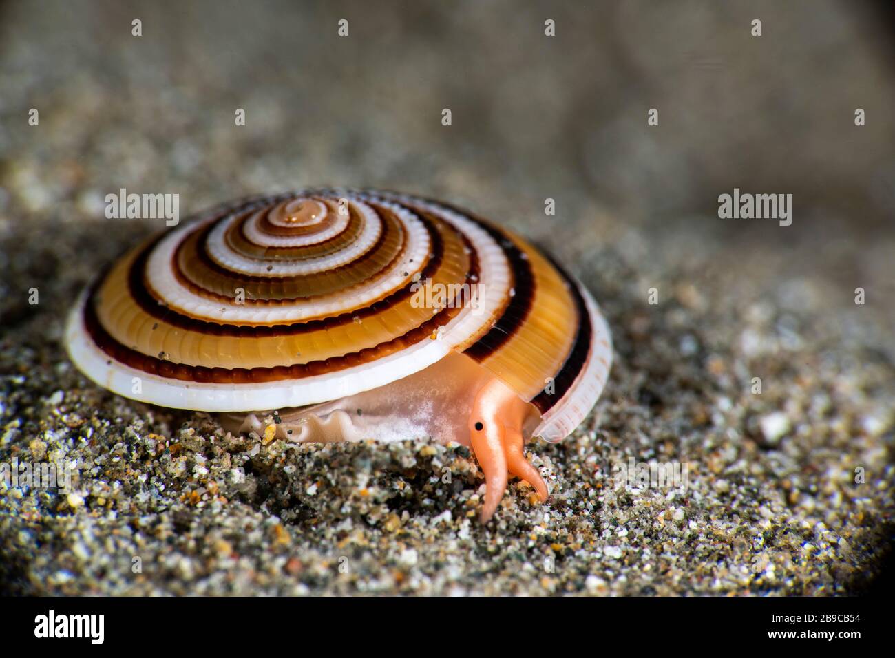 Underwater snail hires stock photography and images Alamy