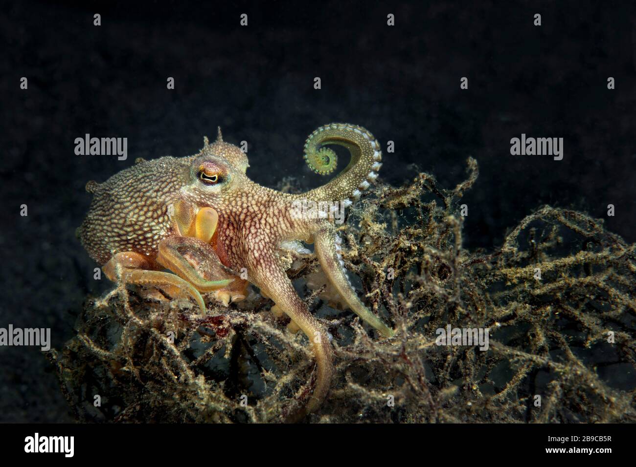 A coconut octopus makes its way over a tangle of sea weed. Stock Photo