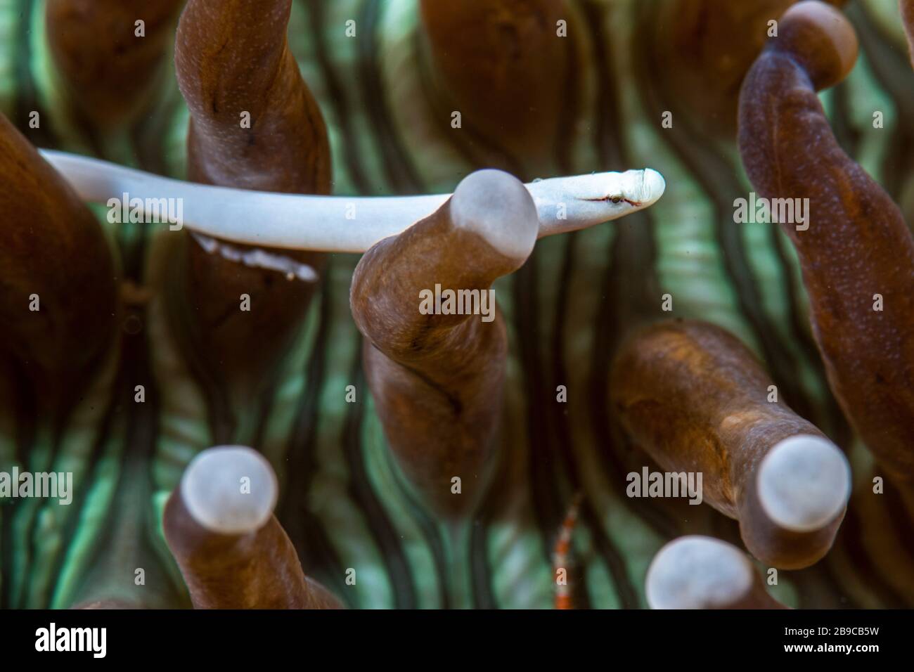 A small pipefish lives among the tentacles of a mushroom coral. Stock Photo