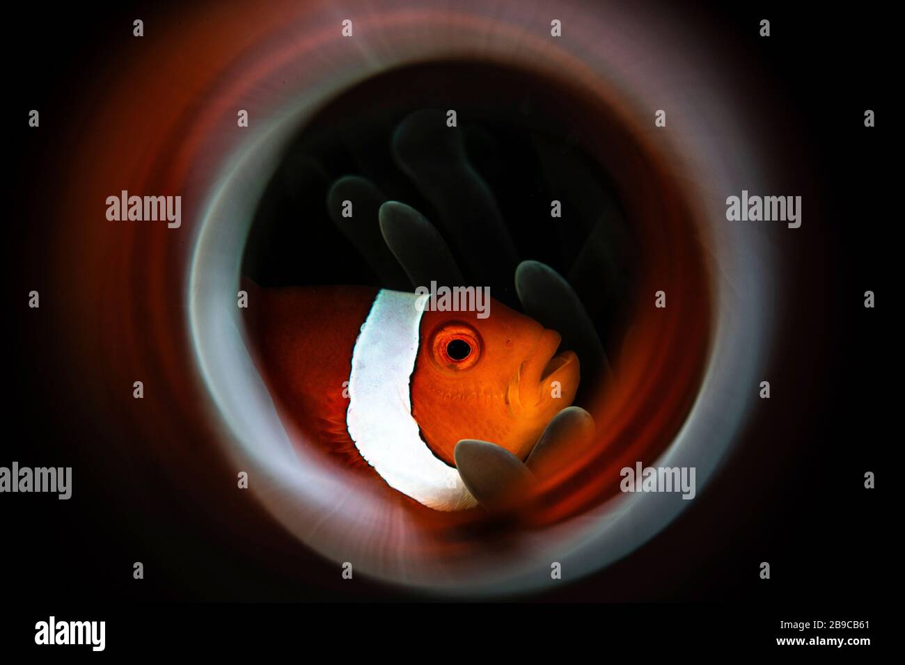 An anemone fish is framed by a ring of fire, Anilao, Philippines. Stock Photo