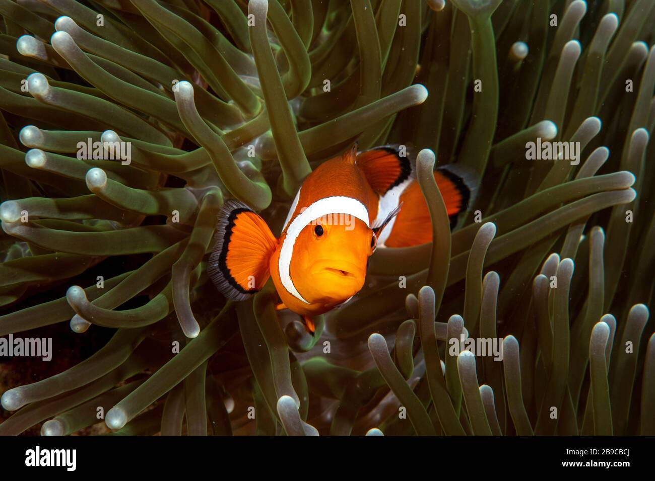 A clownfish and its anemone, Anilao, Philippines. Stock Photo