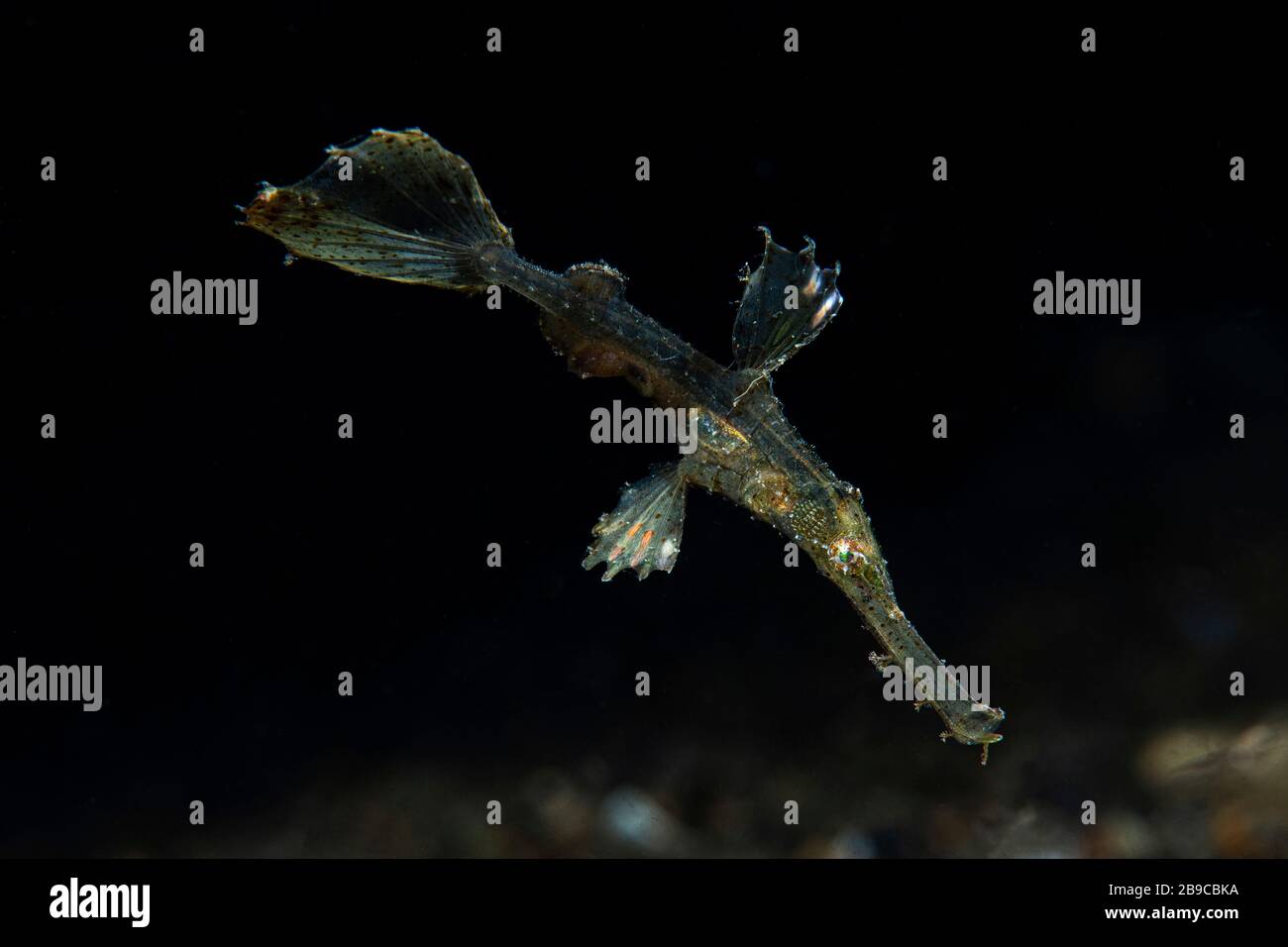 A ghost pipefish hovers in the water column mimicking nearby algae. Stock Photo