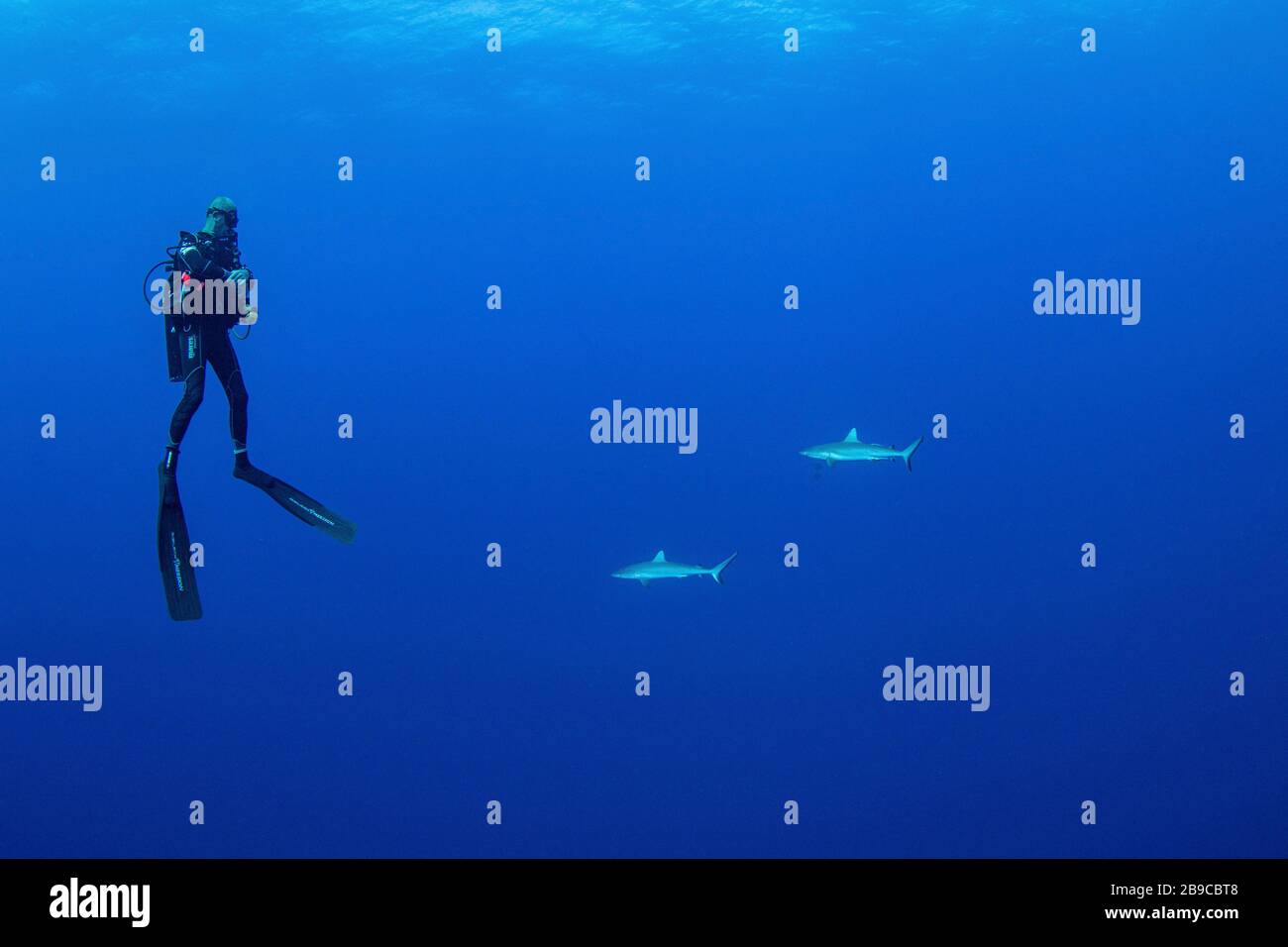 A diver observes as two sharks swim by, French Polynesia. Stock Photo