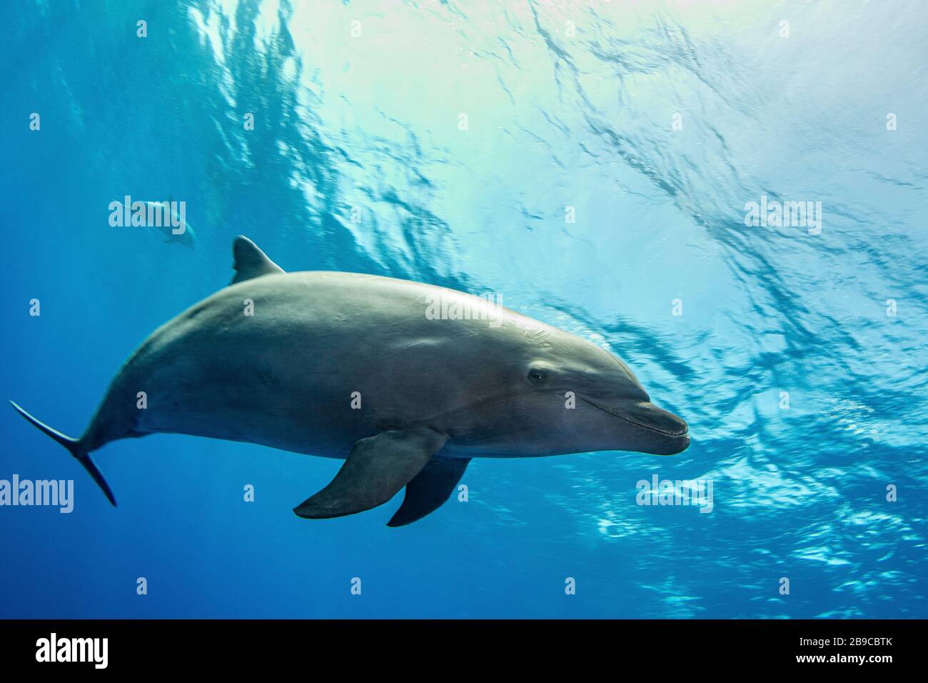 A dolphin comes in for a close look, French Polynesia. Stock Photo