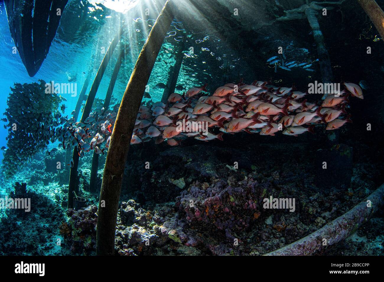 Tropical reef fish polynesia hi-res stock photography and images - Alamy