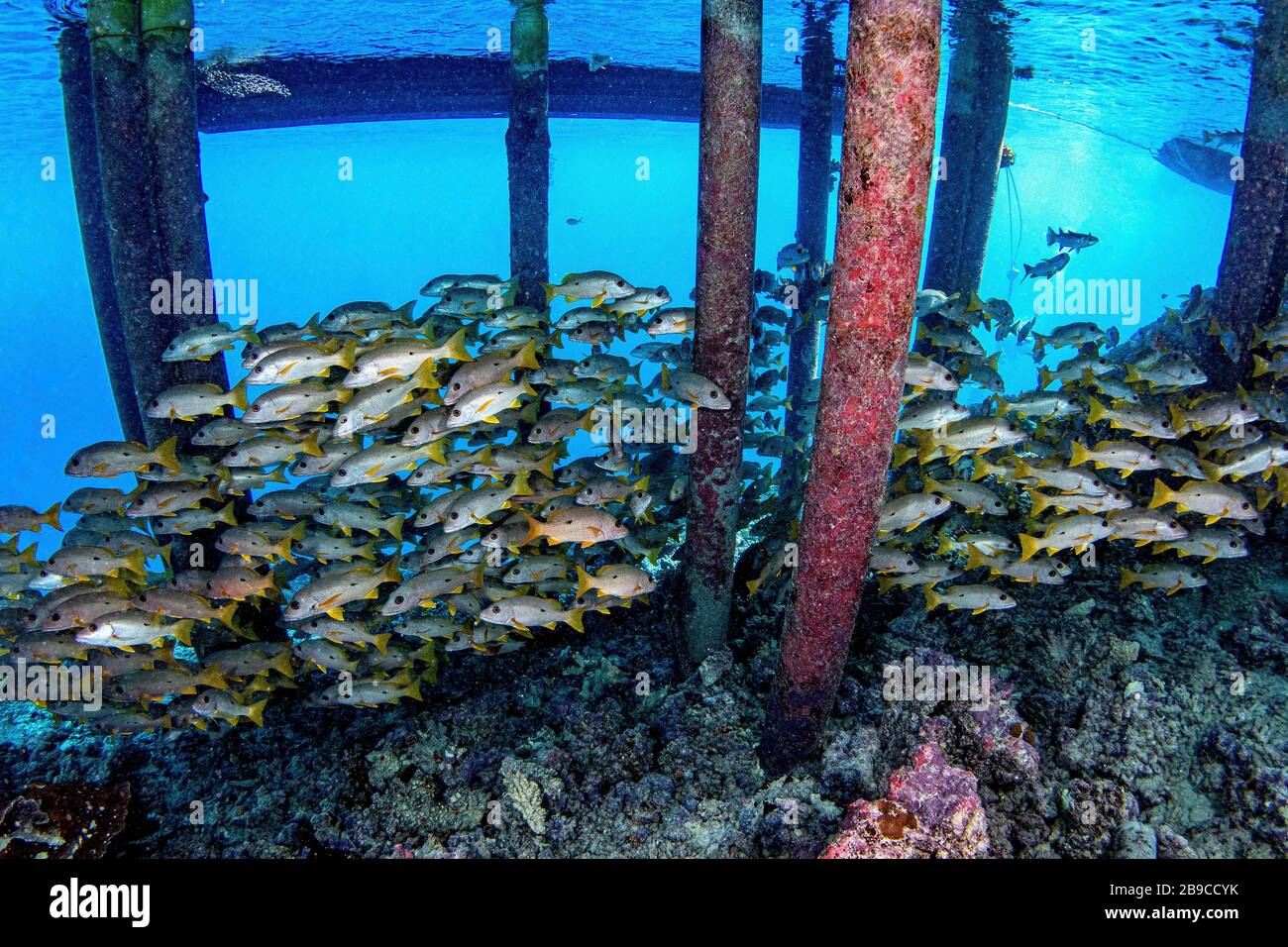 Fish school in opposite directions under a jetty in Tahiti, French