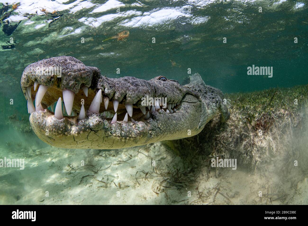 An American Crocodile in Chinchorro, Mexico. Stock Photo