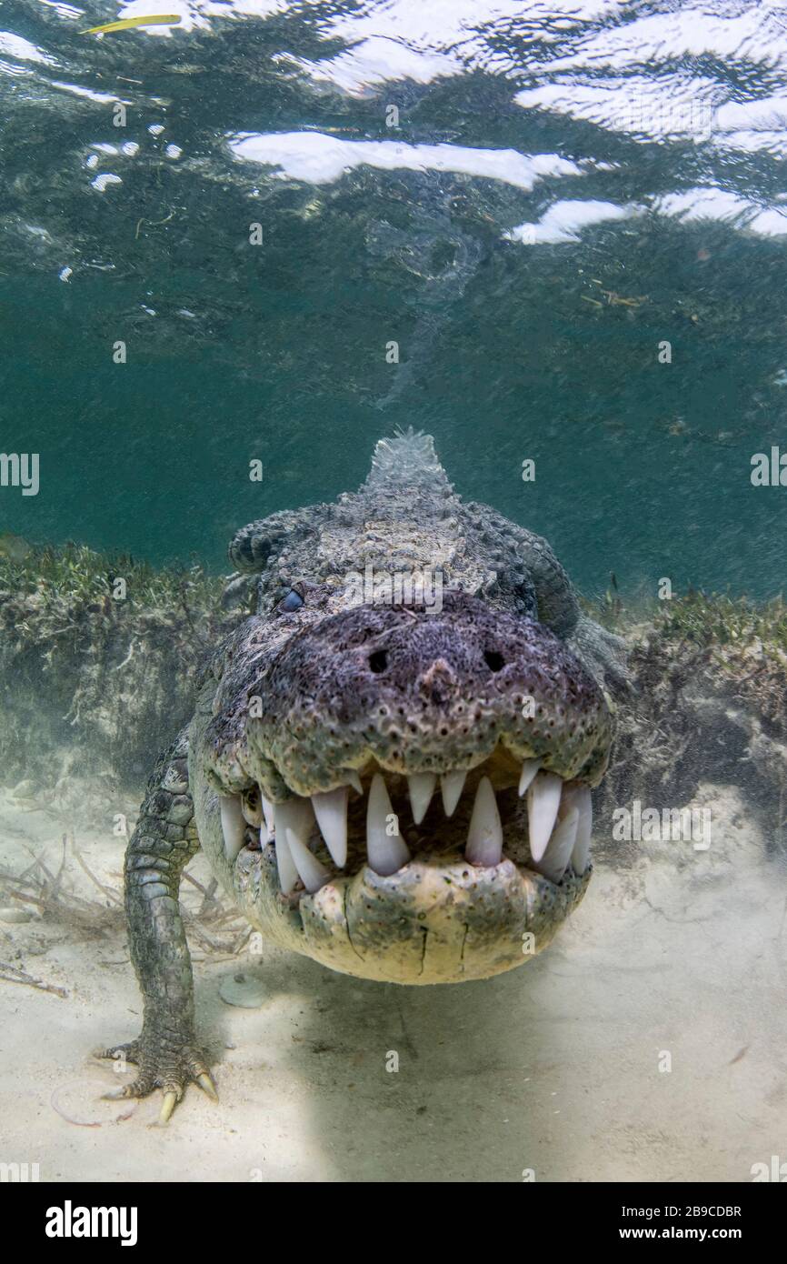 A crocodile prowls slowly over the sand, Caribbean Sea, Mexico. Stock Photo