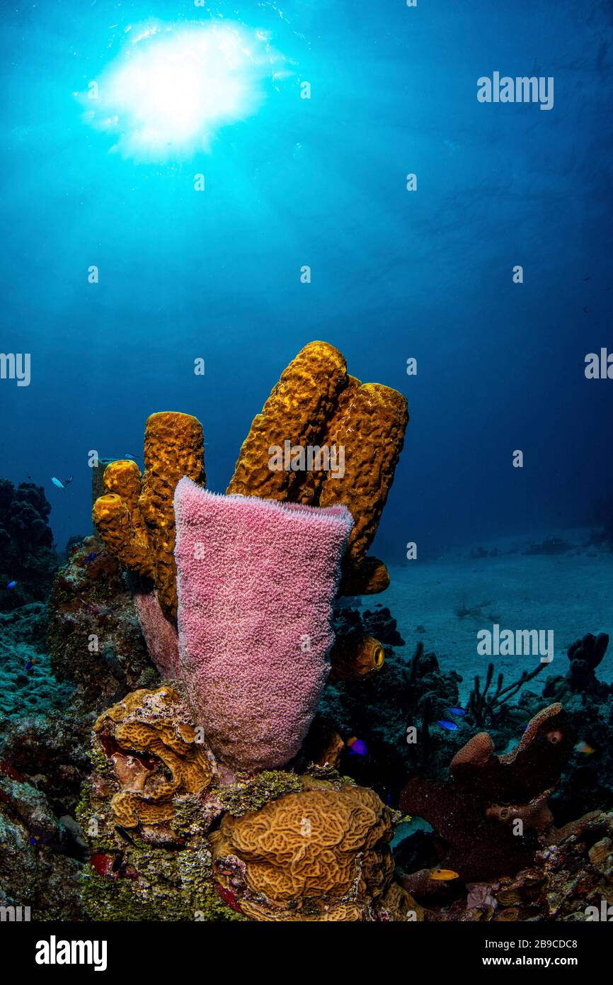 Different types of sponges on a coral reef, Caribbean Sea, Mexico. Stock Photo
