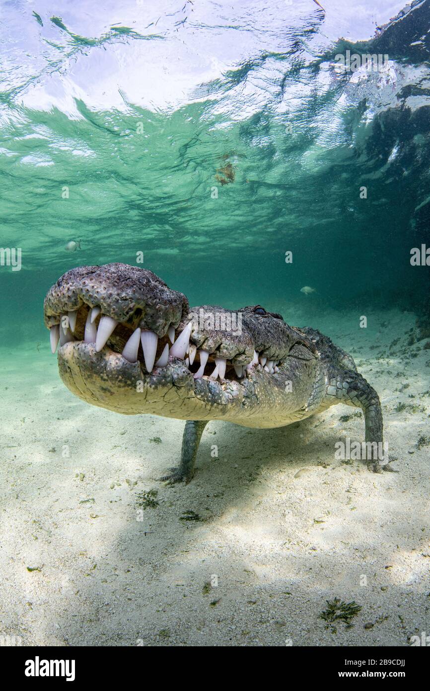 A crocodile approaches slowly over the sand, Caribbean Sea, Mexico. Stock Photo