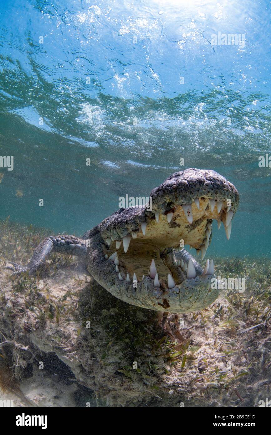 A crocodile opens its mouth to appear more menacing, Caribbean Sea, Mexico. Stock Photo