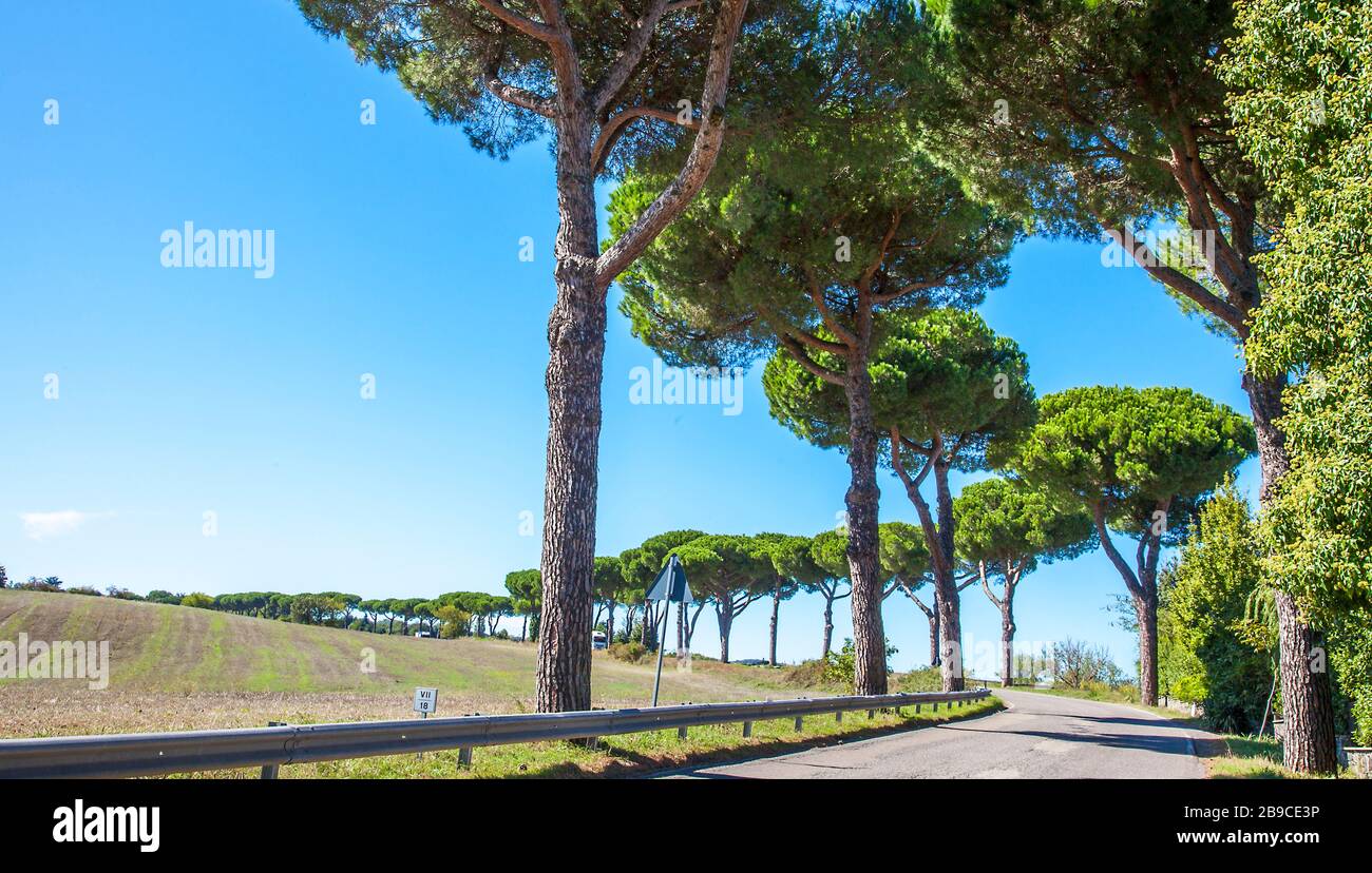 Beautiful avenue on a country road near Orvieto Umbria Italy province of Terni Stock Photo