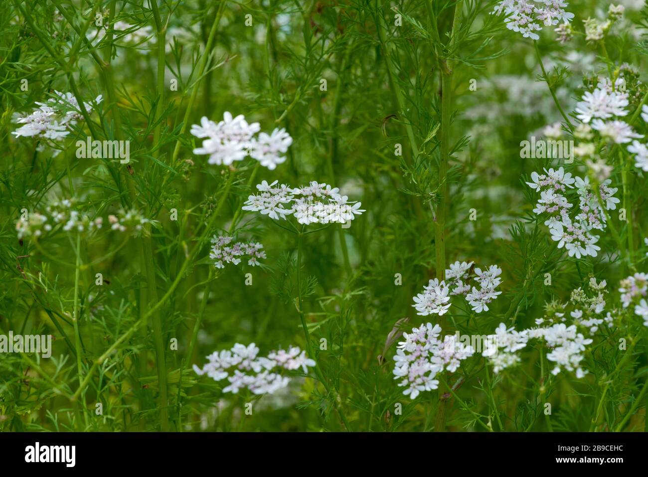 Beautiful cilantro coriander flowers blooming in the summer selective focus, copy space Stock