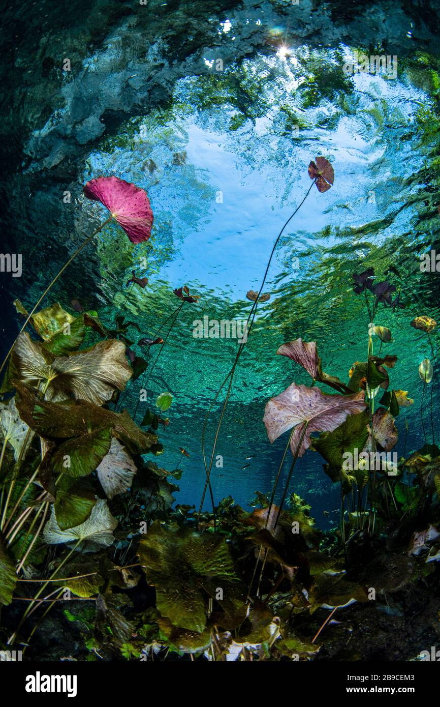 Water lily underwater hires stock photography and images Alamy