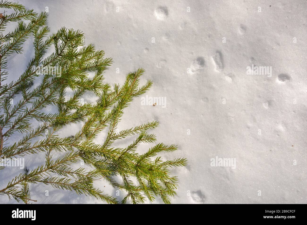 Green pine branch lying on a white spring snow. Stock Photo