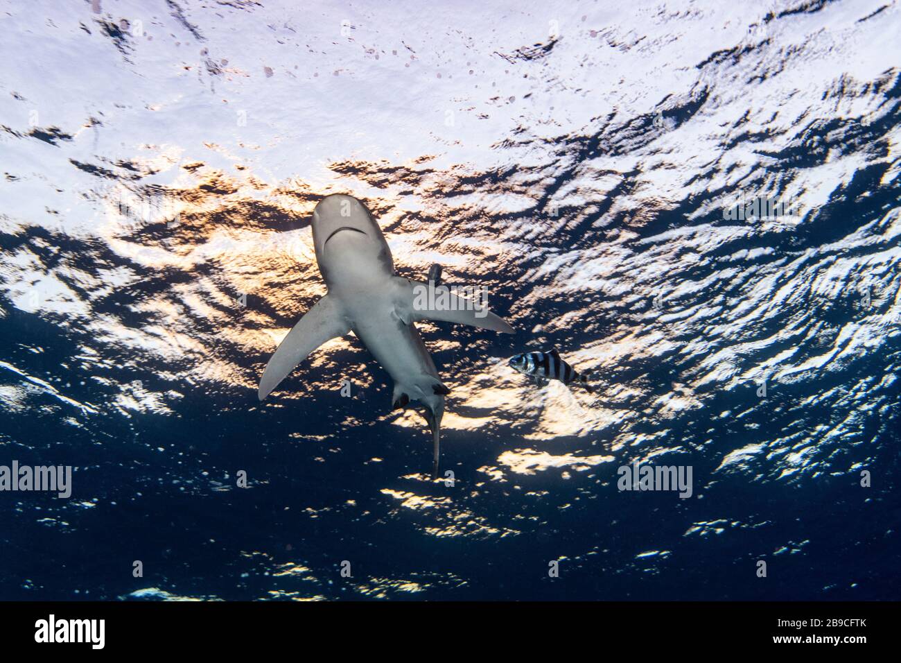 An oceanic whitetip shark soars overhead under the setting sun, Red Sea. Stock Photo