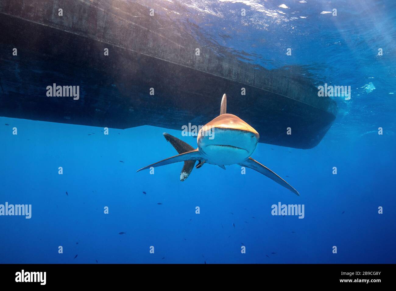 An oceanic whitetip shark swims beneath a boat, Red Sea. Stock Photo