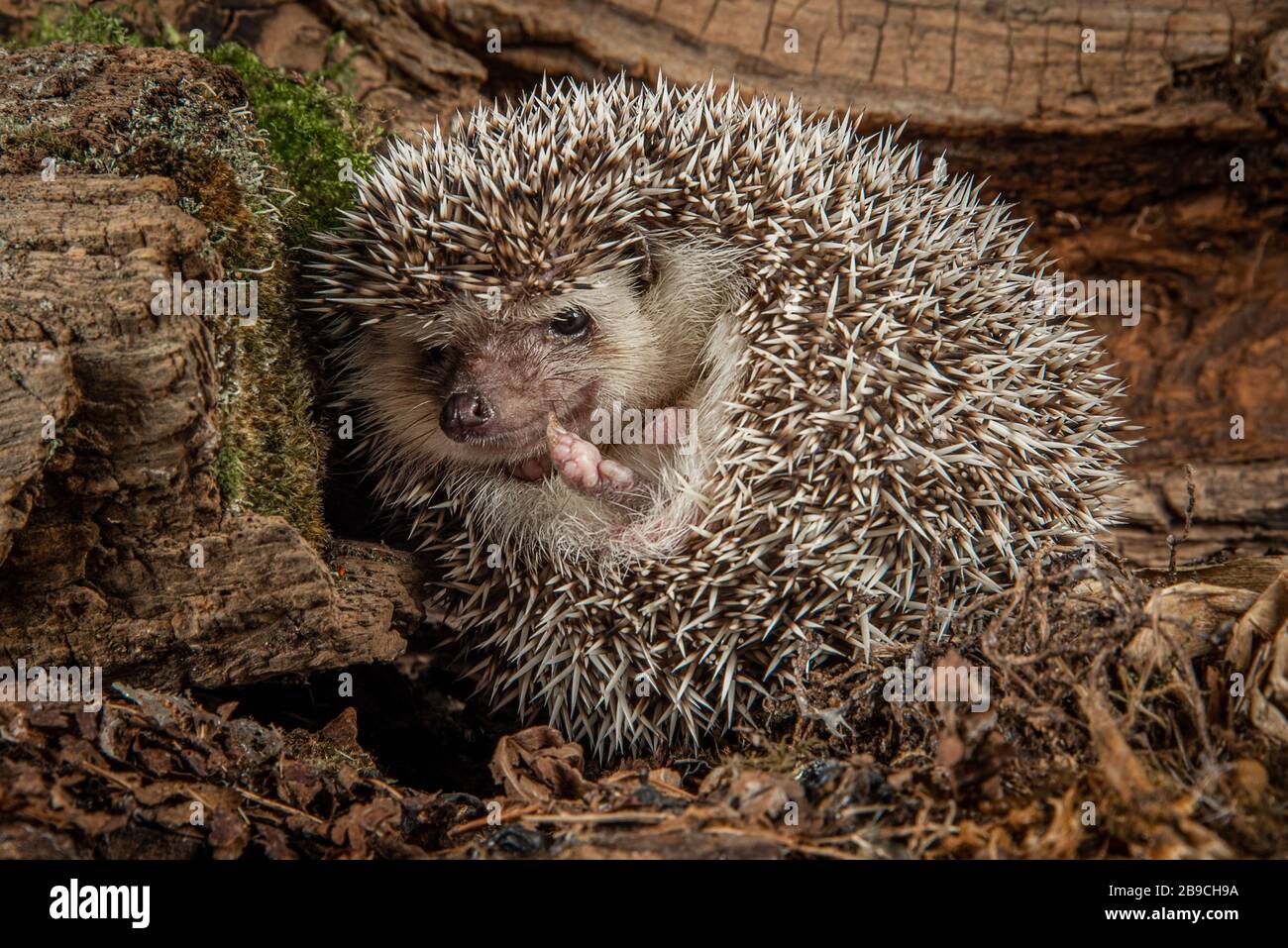 A european hedgehog, Erinaceus europaeus, emerging from the safety of being curled up. Its face is visible and there is copy space around the subject Stock Photo