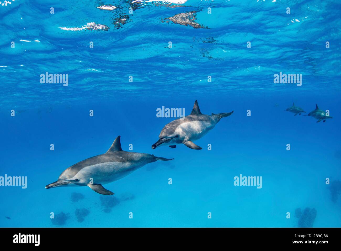 Spinner dolphins playing in the shallow waters around Fury Shoal, Red Sea. Stock Photo