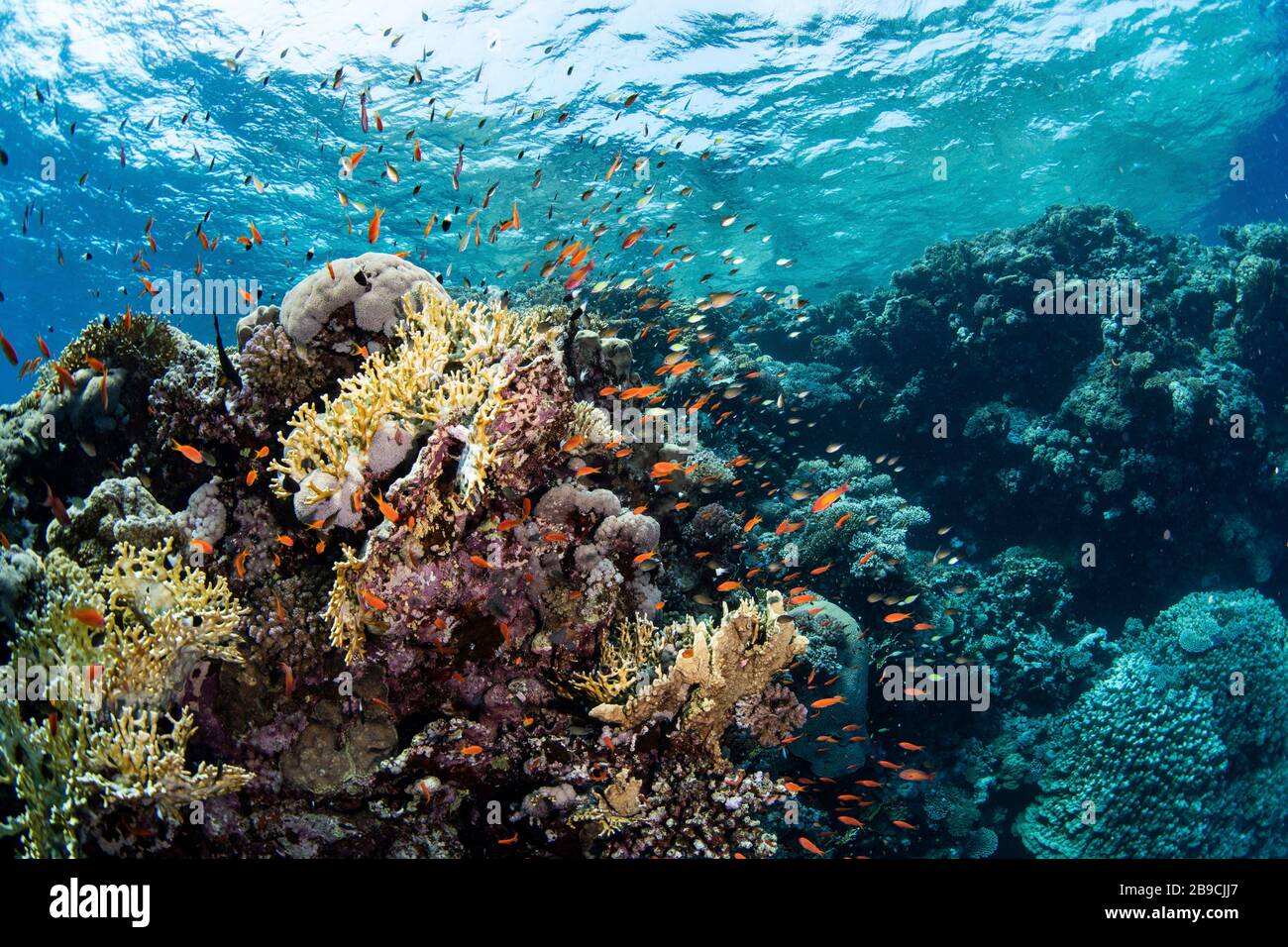Anthias swarm around a coral reef in the Red Sea, Red Sea. Stock Photo