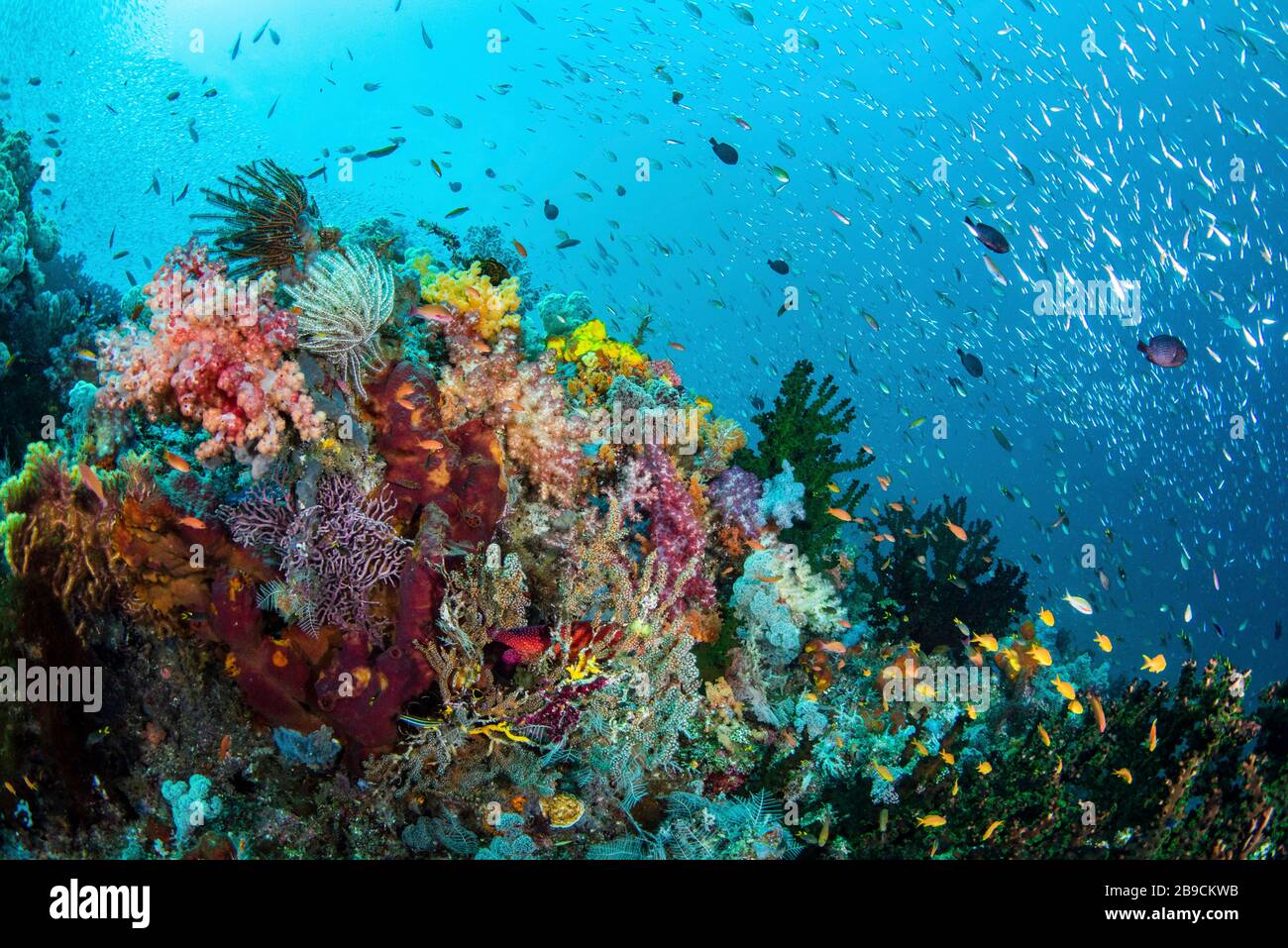 A coral reef is covered in corals and swarmed by fishes. Stock Photo