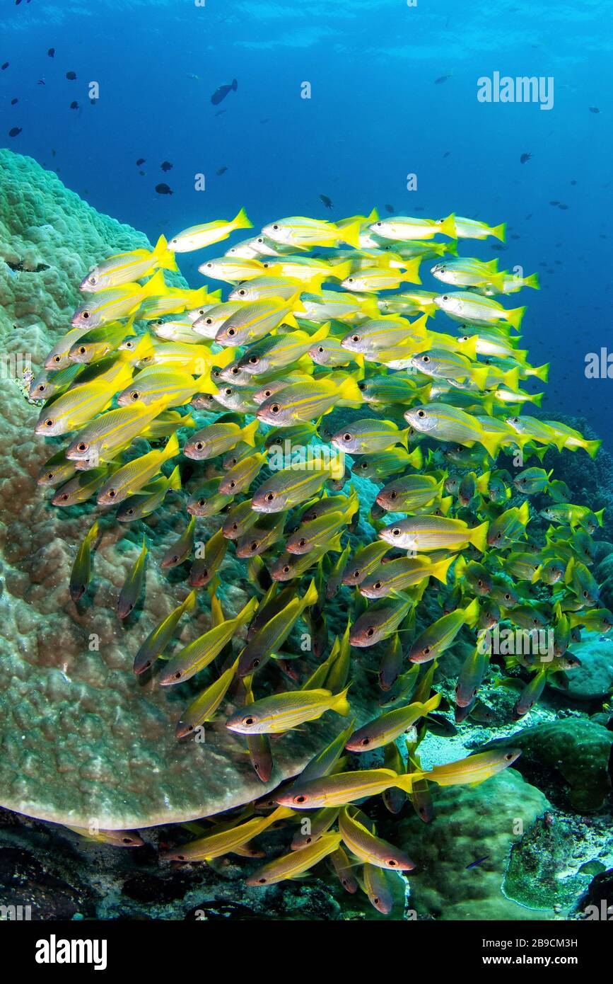 A school of fish bonds tightly together for protection, Raja Ampat, Indonesia. Stock Photo