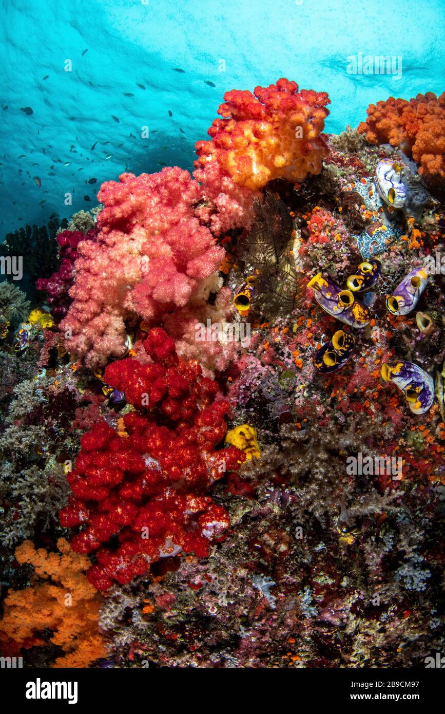 Colorful soft corals live along the ridge of this coral bommie. Stock Photo