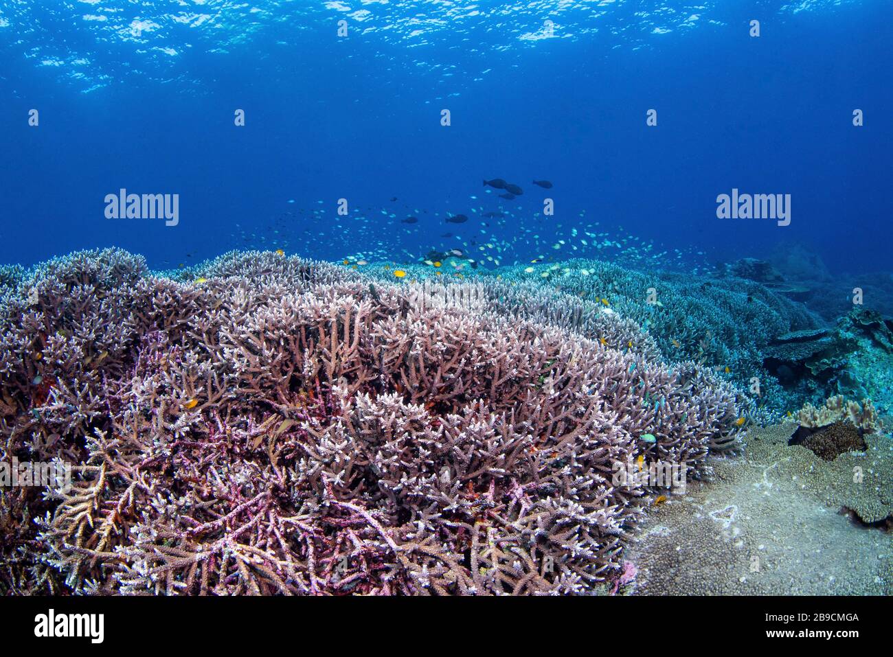 A beautiful hard coral garden supports a healthy school of reef fish. Stock Photo