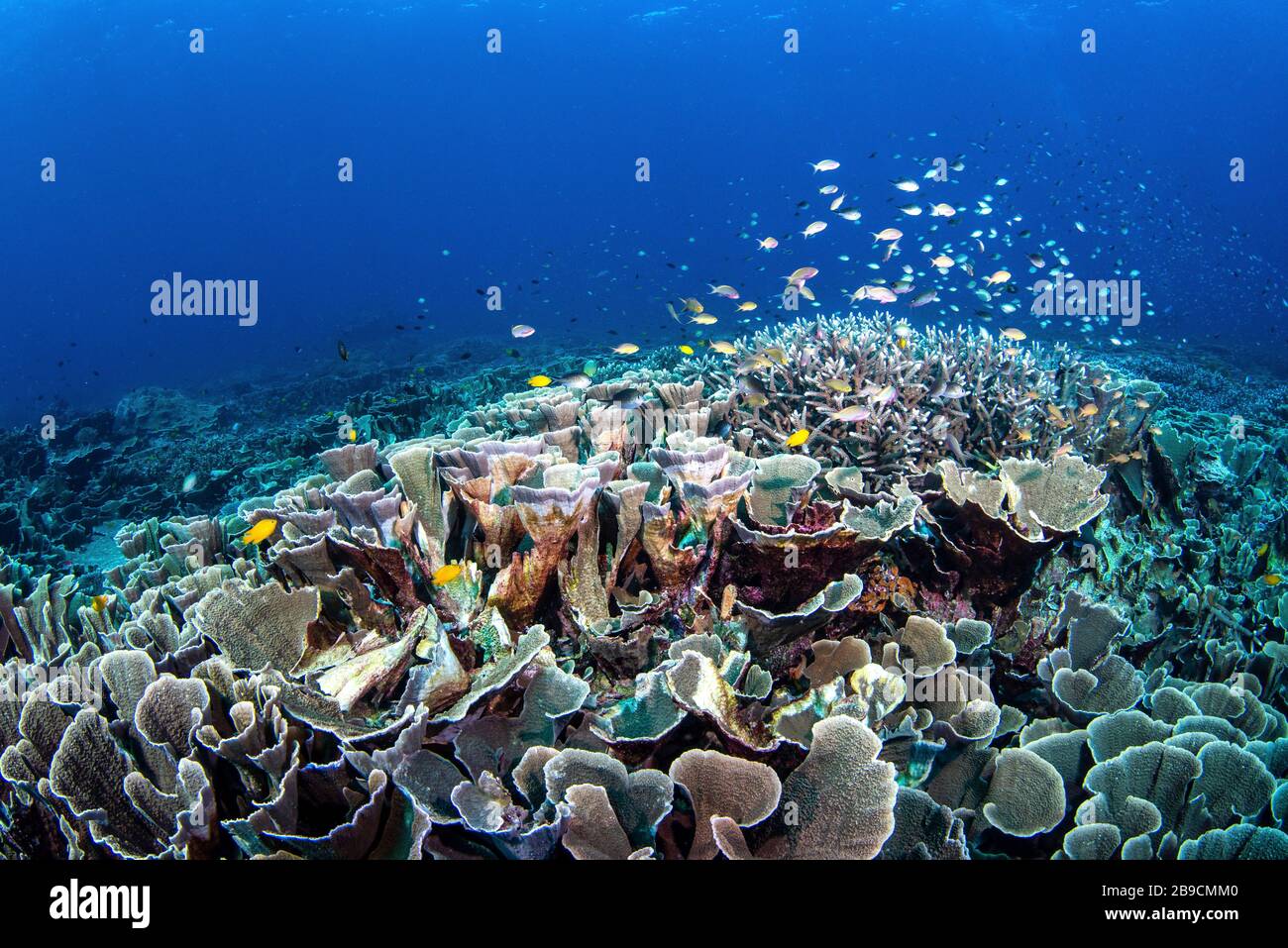 Fish school over a cabbage leaf coral garden, Raja Ampat, Indonesia. Stock Photo