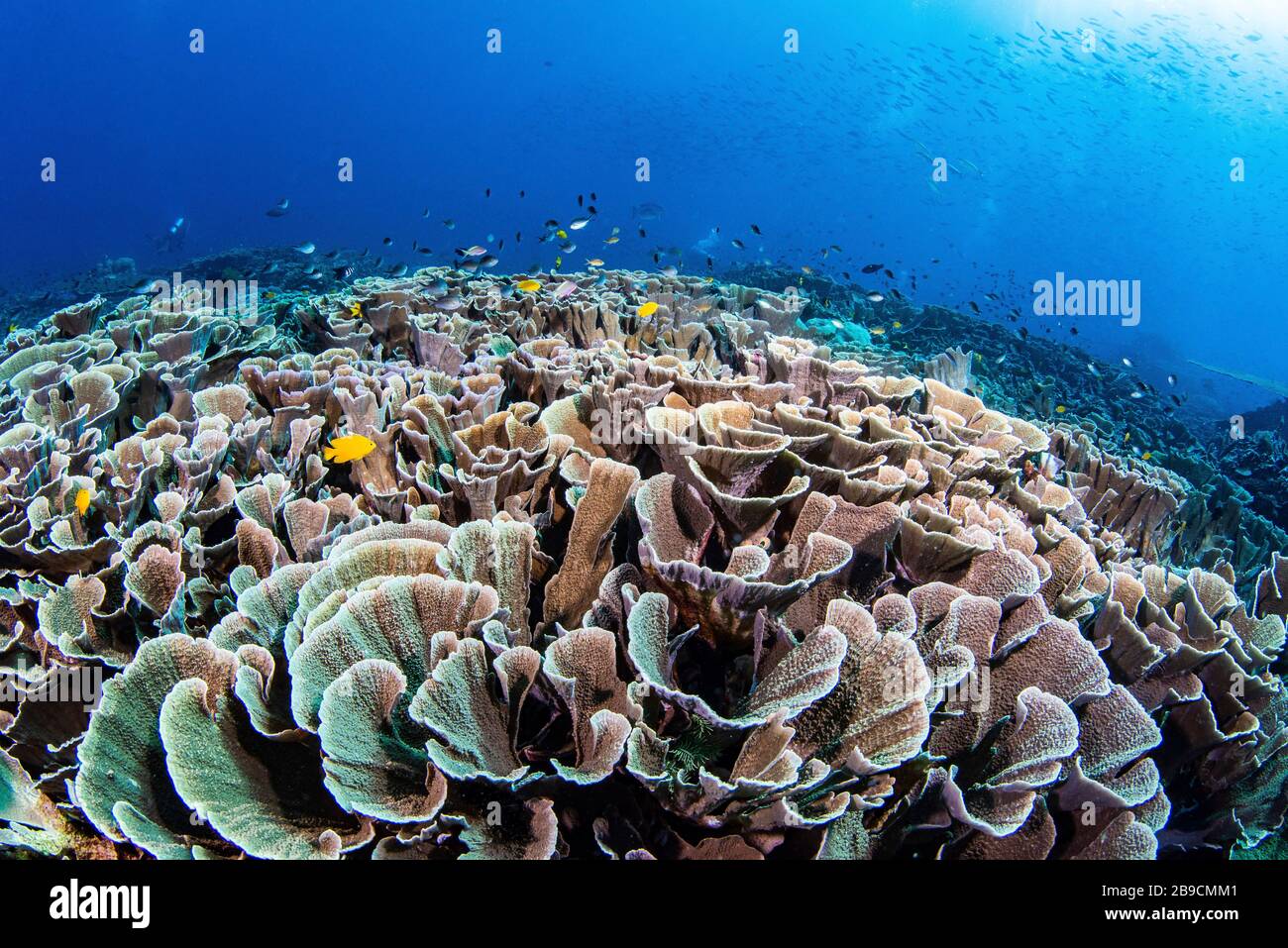 A field of cabbage leaf coral supports many reef fish. Stock Photo