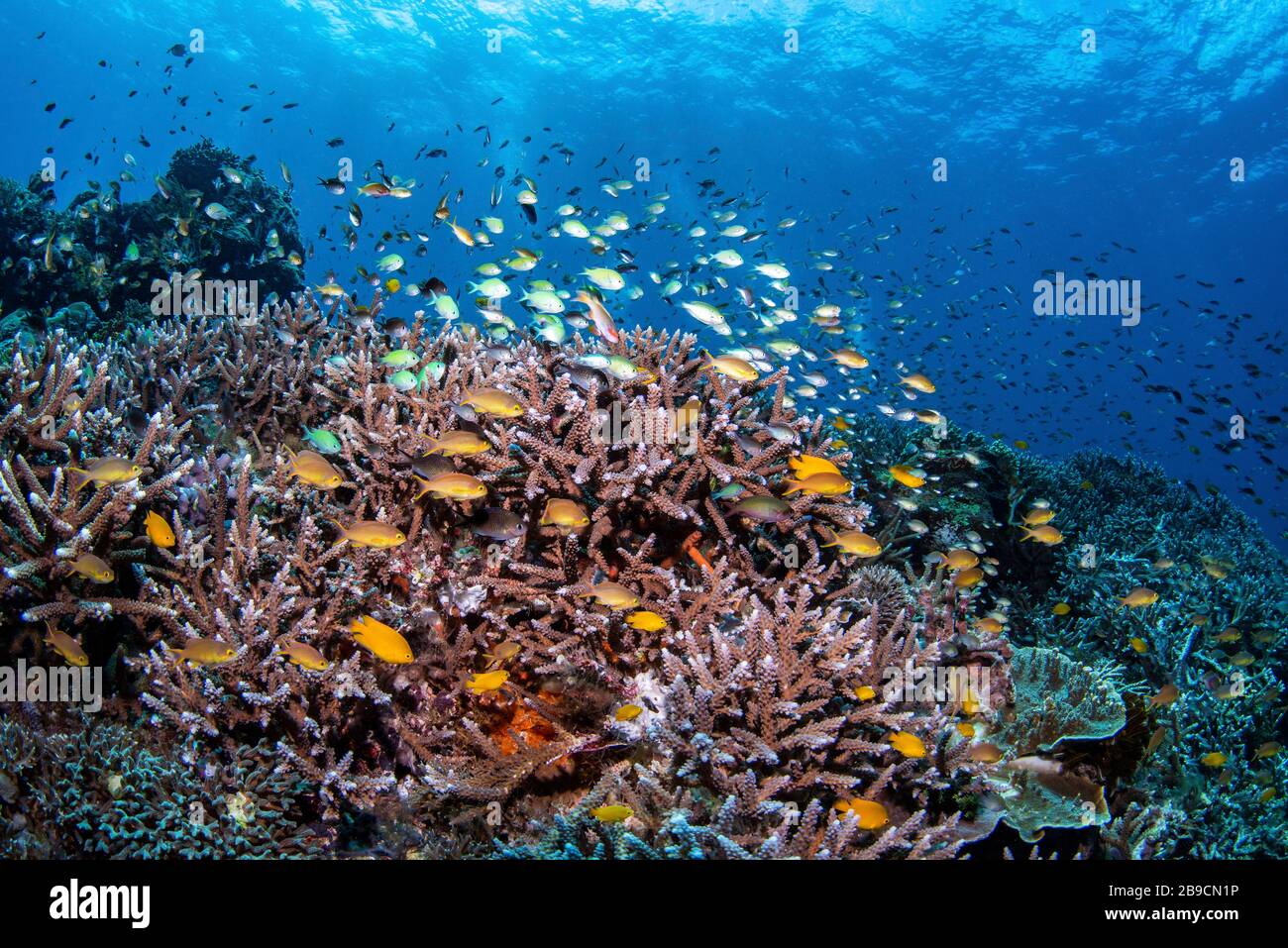 This hard coral reef is a great example of a healthy ecosystem. Stock Photo