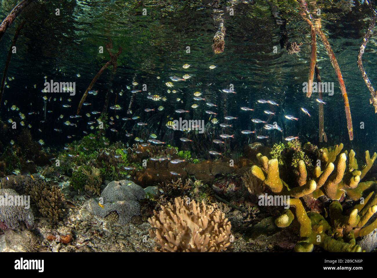Mangrove roots underwater hi-res stock photography and images - Alamy