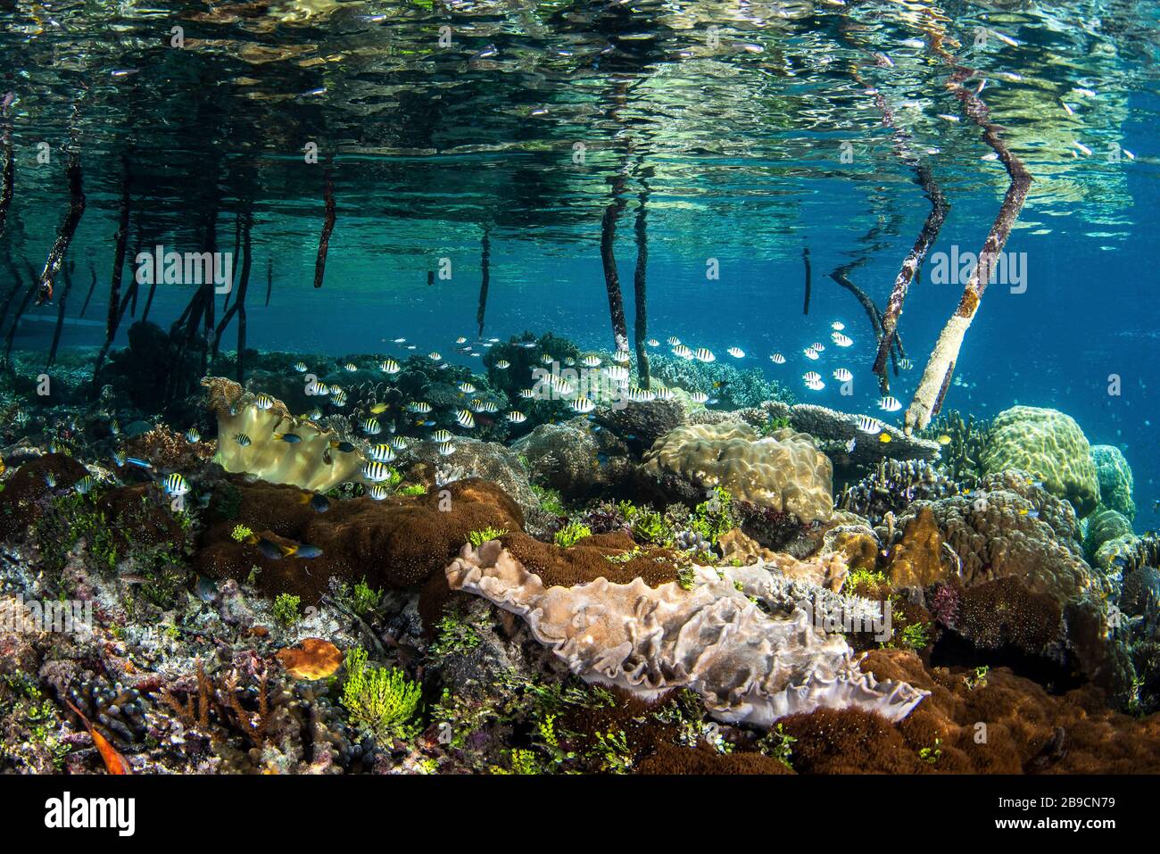 Small fish use the mangrove roots as a nursery, Raja Ampat, Indonesia. Stock Photo