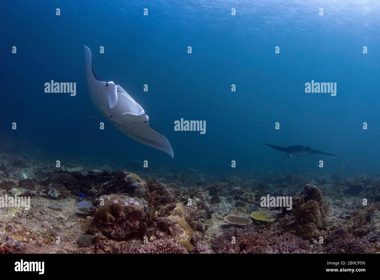 A pair of manta rays circles the reef, Raja Ampat, Indonesia. Stock Photo