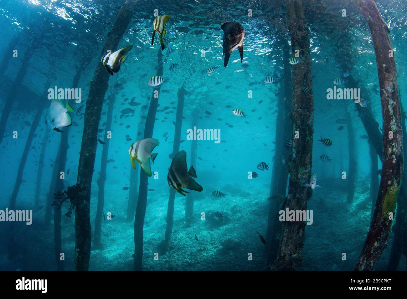 Batfish swim idly by under a jetty in Indonesia. Stock Photo