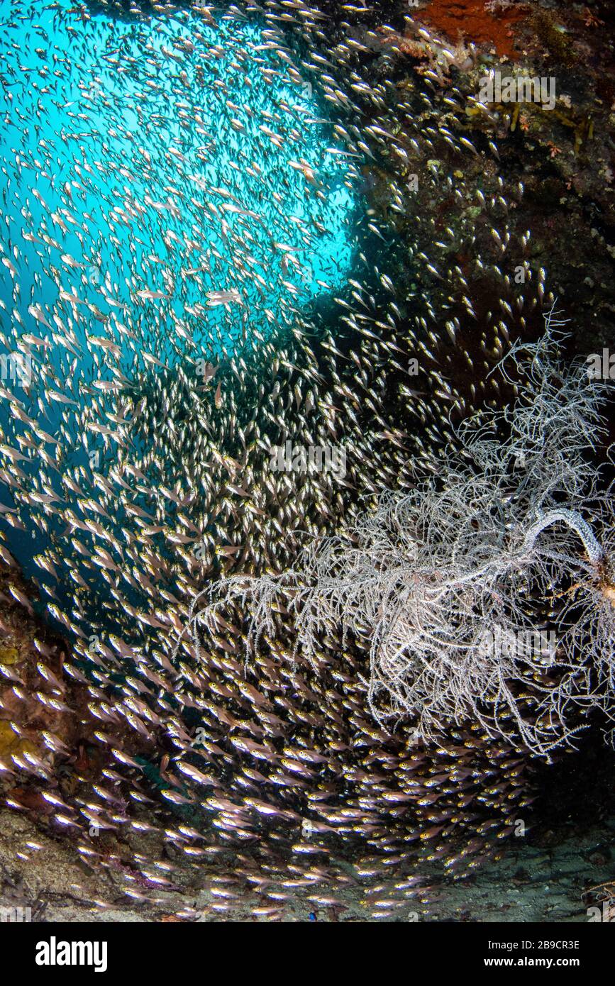 A cove contains thousands of glass fish and some black coral. Stock Photo