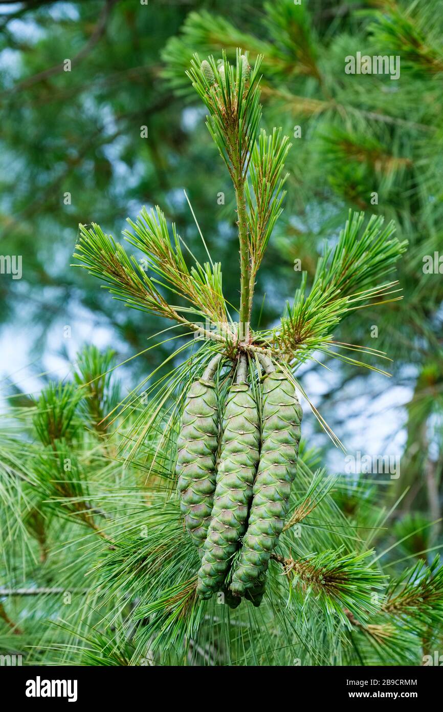 New cone growth on a Pinus wallichiana, Bhutan Pine, Pinus griffithii conifer Stock Photo