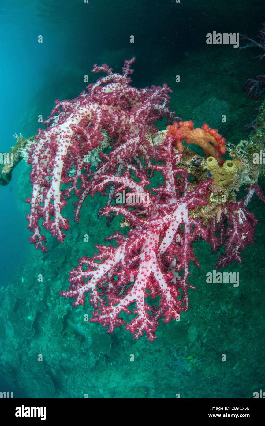 1,278 Branch Coral Stock Photos, High-Res Pictures, and Images