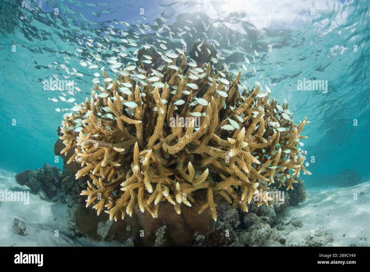 Damselfish school around a fragile coral colony growing on a reef. Stock Photo