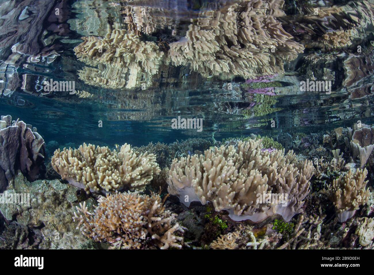 A beautiful coral reef thrives amid the tropical islands of Raja Ampat, Indonesia. Stock Photo
