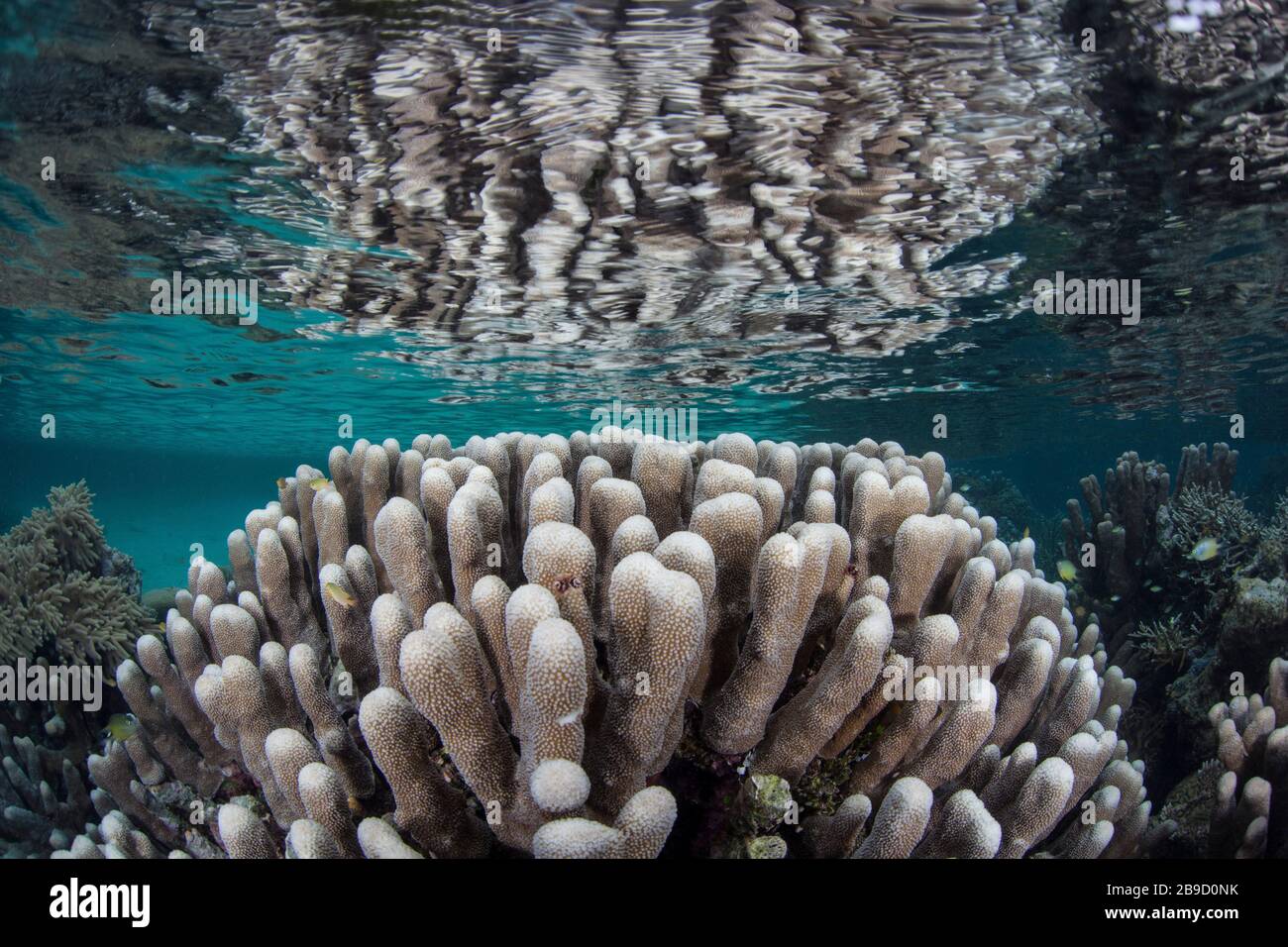 A beautiful coral reef thrives amid the tropical islands of Raja Ampat, Indonesia. Stock Photo