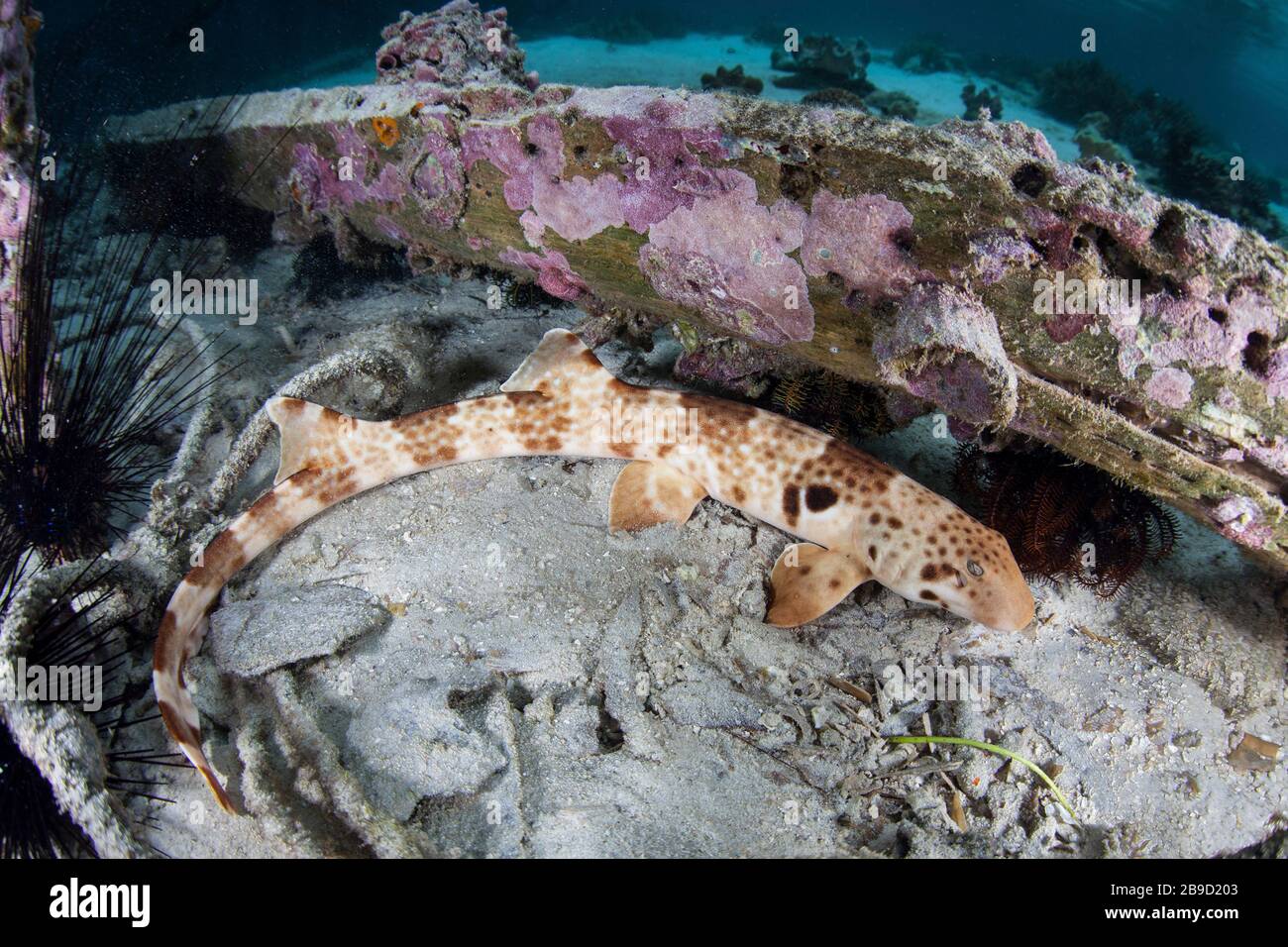 A walking epaulette shark, Hemiscyllium freycineti, crawls across the seafloor. Stock Photo