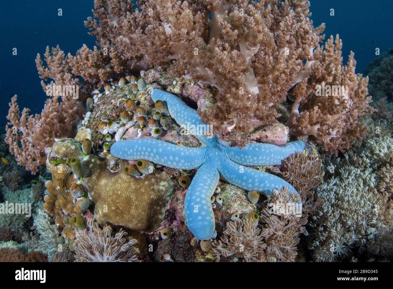 A blue sea star, Linkia laevigata, clings to a healthy coral reef. Stock Photo