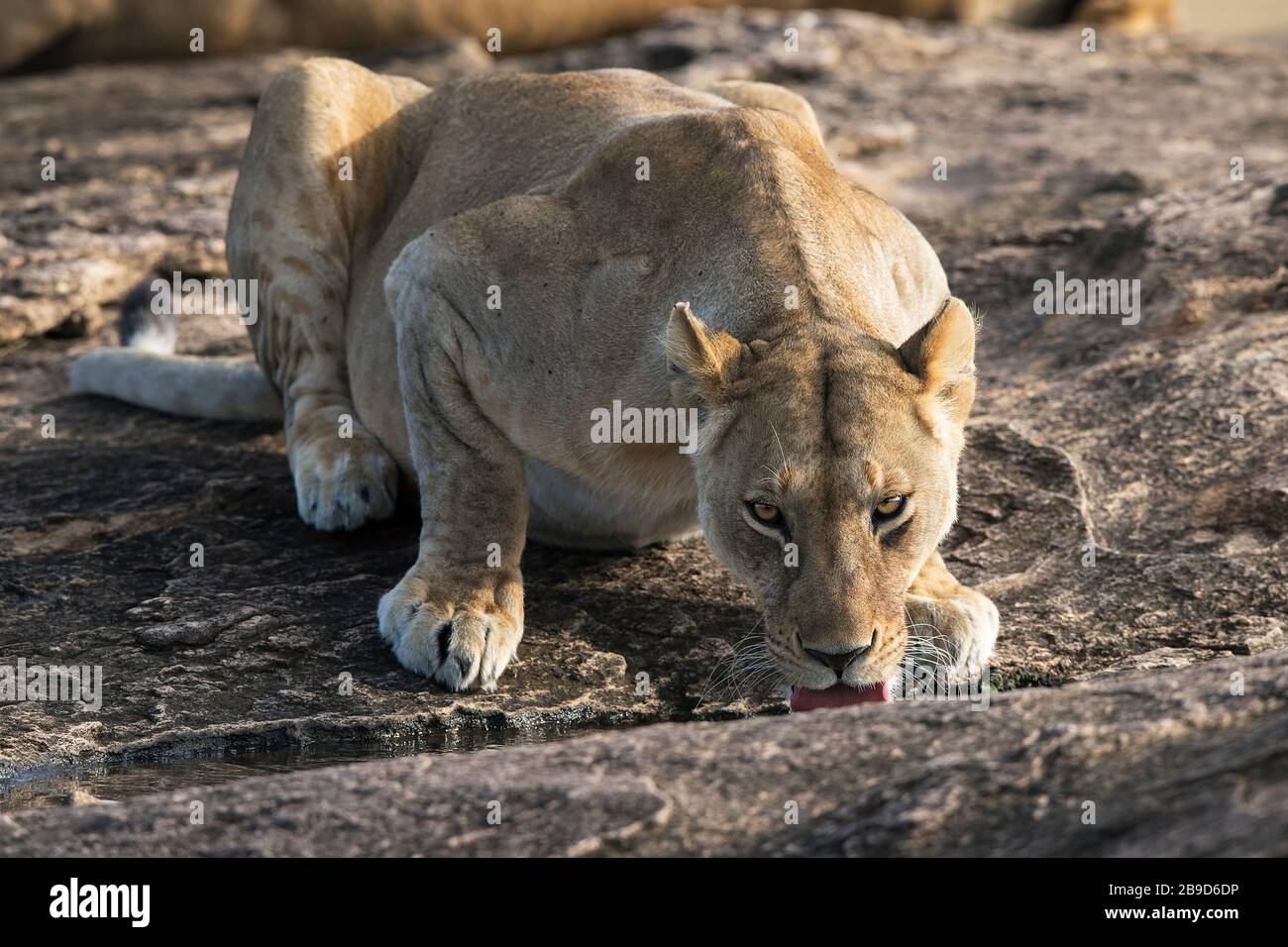 The image of Mara Lion (Panthera leo) in Masai Mara national park, Kenya Stock Photo