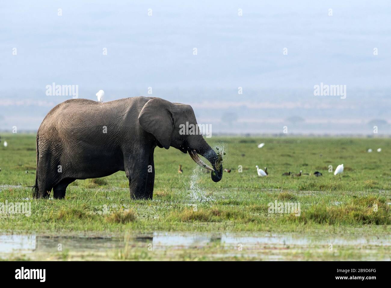The image of African elephant (Loxodonta africana) in Masai Mara national park, Kenya Stock Photo