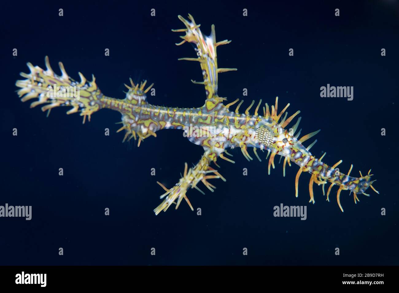 A colorful ornate ghost pipefish, Solenostomus paradoxus. Stock Photo