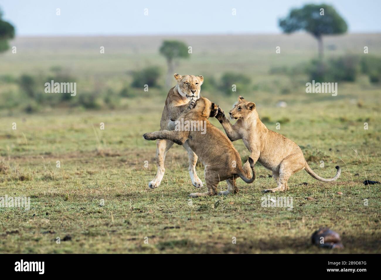 The image of African lion (Panthera leo) in Masai mara national park ...