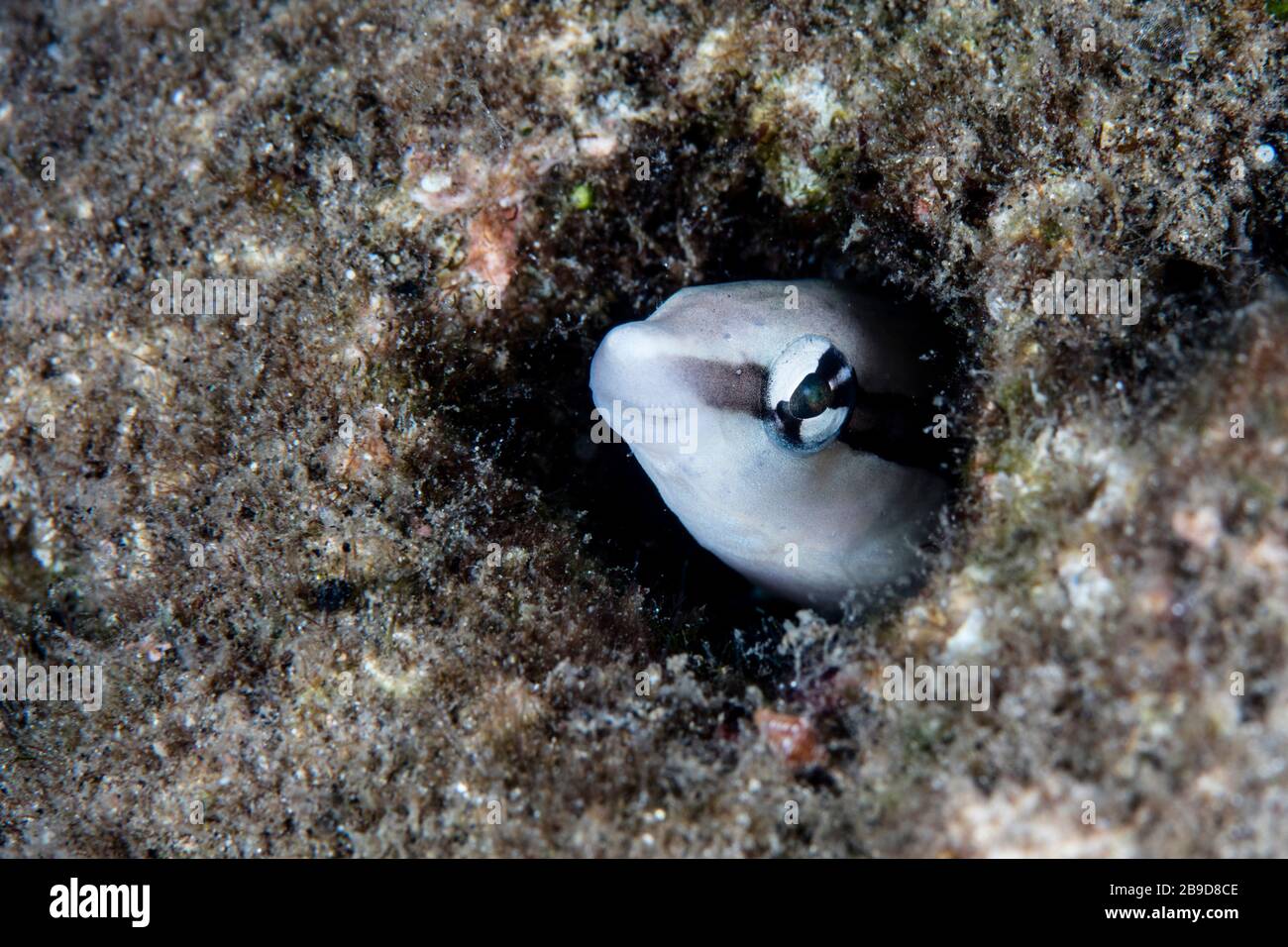 A false cleaner fangtooth blenny peers out from a worm hole on a reef. Stock Photo